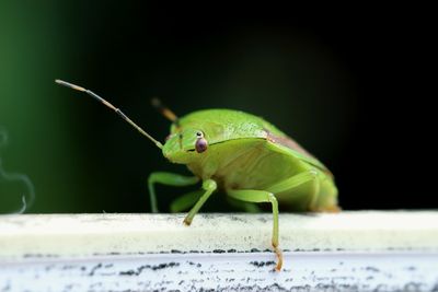 Close-up of insect on leaf