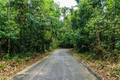 Road amidst trees in forest