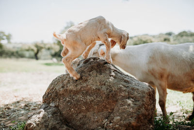 Goat standing on rock