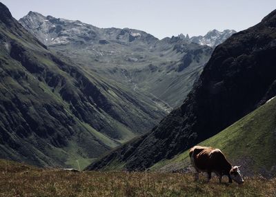 Cows grazing on landscape against mountains