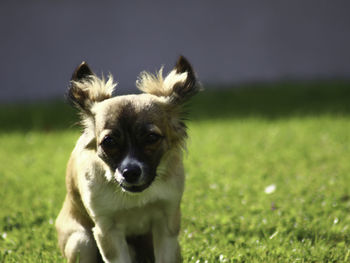 Portrait of dog on field