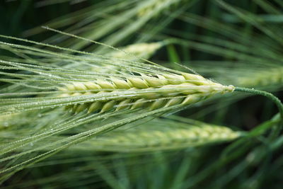 Close-up of wheat growing on field