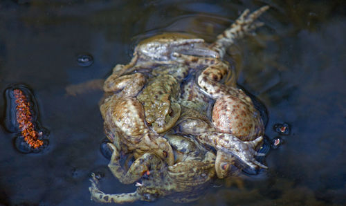 High angle view of ball  of toads mating in pond
