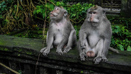 Monkey sitting on stone wall