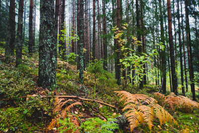 Trees in forest in autumn