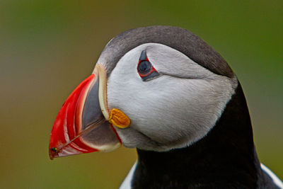 Close-up of puffin