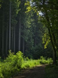 Trees in forest