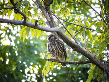 Low angle view of bird perching on tree