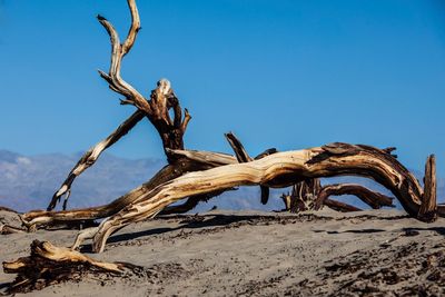 Dead tree on mountain against sky
