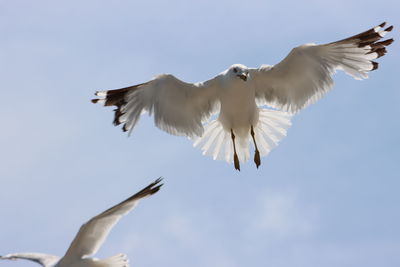 Low angle view of seagull flying