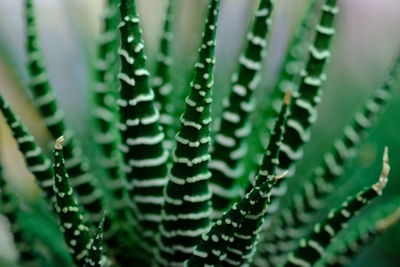 Full frame shot of succulent plant