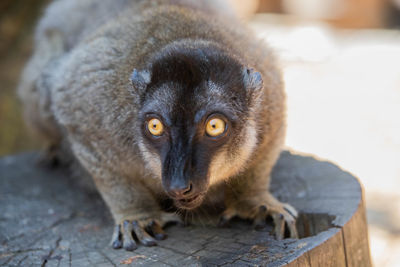 Close-up portrait of a brown lemur