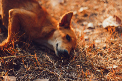 Close-up of lion resting on field