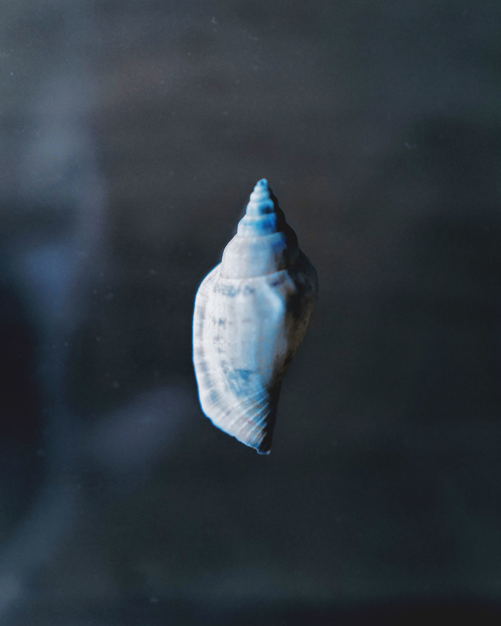 CLOSE-UP OF FISH UNDERWATER