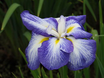 Close-up of purple iris flower