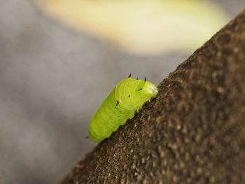 Close-up of insect on leaf