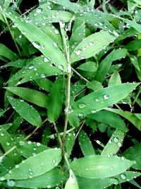 Close-up of raindrops on leaves