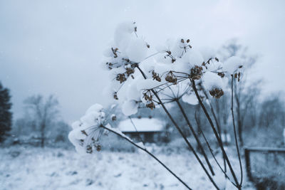 Close-up of frozen plant on snow covered field
