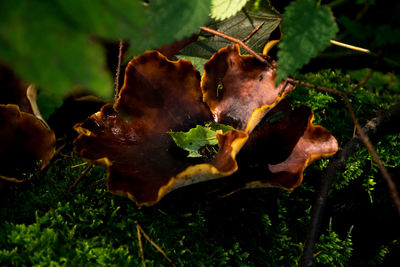 Close-up of fresh green plants