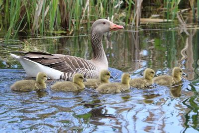 Ducks in lake