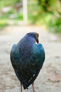 Close-up of bird perching on field