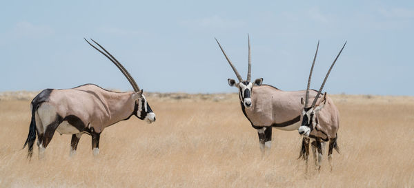 Oryx standing on grassy field against sky
