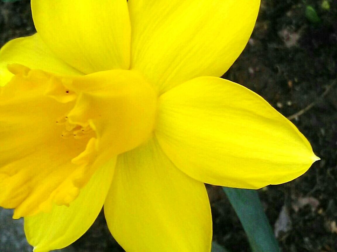 CLOSE-UP OF YELLOW FLOWER ON PLANT