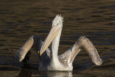 Front view of pelican swimming in lake