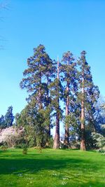 Trees growing in park against blue sky