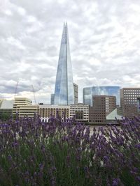 Purple flowers in city against sky