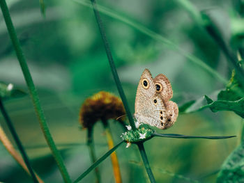 Brown tone butterfly in green plant background.