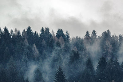 Panoramic view of trees in forest against sky