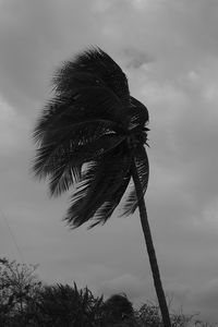 Low angle view of palm tree against sky