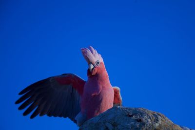 Low angle view of parrot perching on blue sky