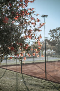 Trees on field against sky