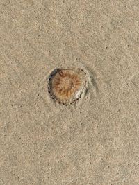 High angle view of shell on sand