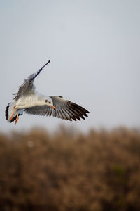 Low angle view of bird flying against sky