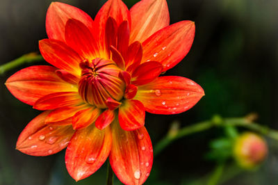 Close-up of orange flower blooming outdoors