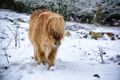 Shetland pony standing on snow covered field
