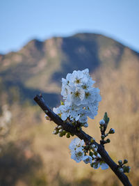 Close-up of cherry blossom against sky