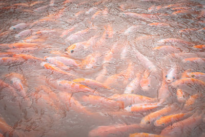 Close up of fish in a fish farm