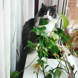 Portrait of cat on plant