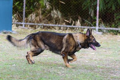 Side view of a dog on field