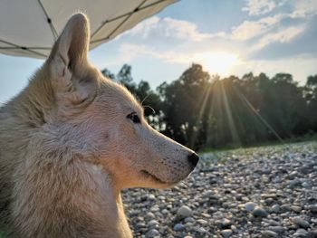 Close-up of a dog looking away