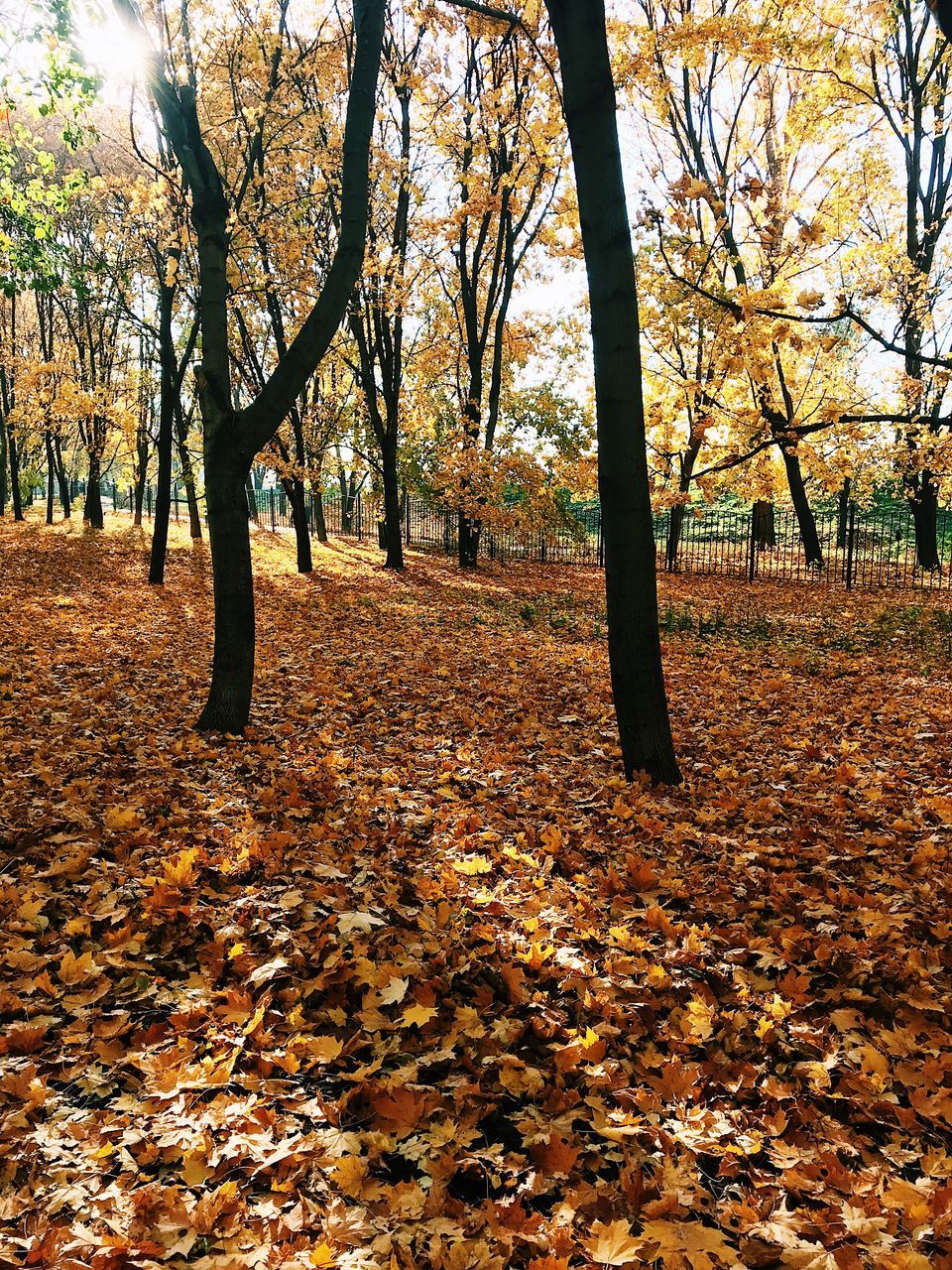 SUNLIGHT FALLING ON AUTUMN LEAVES