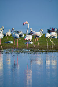 Flock of flamingo birds in lake