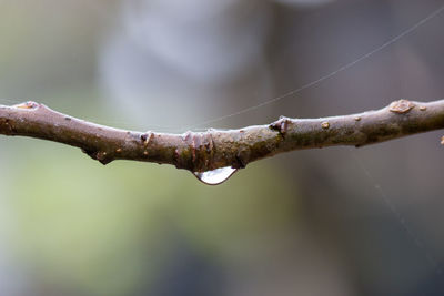 Close-up of raindrops on branch