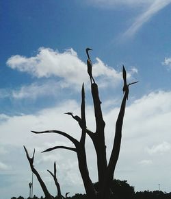 Low angle view of tree against sky