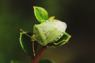 Close-up of insect on plant