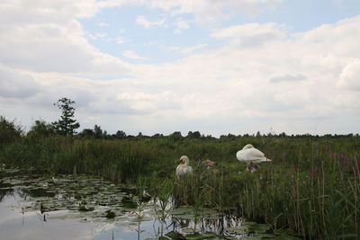 View of birds on lake against sky